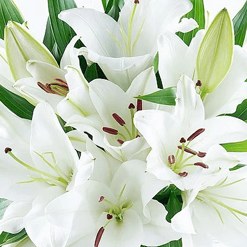 Funeral letters Forever and Bloom Darlington